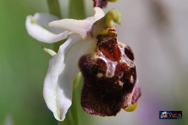 ophrys  holoserica.JPG